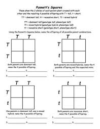 Genetics Info And Punnett Square Punnett Square Activity Science Classroom Teaching Biology