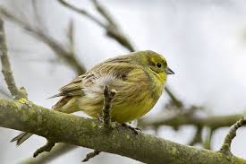 Goldammer Vogel Im Garten Heimische Vogel Vogelarten