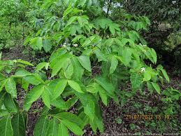 Image result for Holarrhena