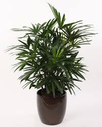 Rafia Png Free Rafia Png Transparent Images 156595 Pngio Sombrero de sol sombrero de vaquero camiseta fedora, sombrero de rafia, sombrero, moda, accesorios png. rafia png free rafia png transparent