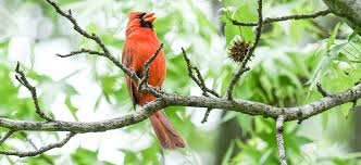 What does a cardinal sound like, anyway? How The Northern Cardinal Is Helping Me Through The Virus Crisis Flying Lessons