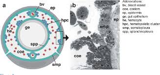 Basis of classification flagellated cells called choanocytes present. Pdf Blood Cells And Blood Cell Development In The Animal Kingdom Semantic Scholar