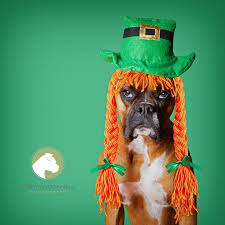 Boxer puppies for adoption ireland. Pin On Crazy Boxers