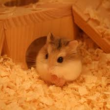 Fill your cart with color today! Robo Dwarf Hamsters For Sale Home Facebook