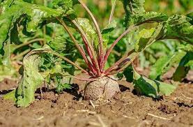 It is the only known vector of this plant disease. Top Problems Growing Beets And How To Fix It Ready To Diy