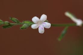 Image result for Priva flabelliformis