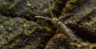 Maybe you would like to learn more about one of these? Blog How Concerned Should I Be About Springtails