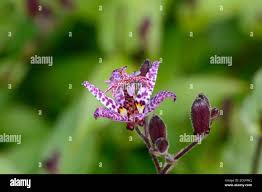 Image result for Tricyrtis `Black Beauty`