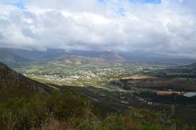 Image result for Bothriocline inyangana