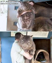 The 25 Most Important Wombats Of All Time Baby Animals Animals Cute Animals