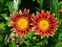 But in hot weather like this you are probably going to sweat more, and you'll probably be left smelling less than desirable. Gazania Flowers And Hot Weather Sherry S Place