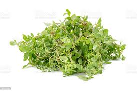 Image result for Glinus oppositifolius