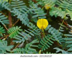 Image result for Basananthe pedata