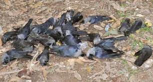 Bird flu symptoms in humans can vary and range from typical flu symptoms (fever, sore throat, muscle pain) to eye infections and pneumonia. Bird Flu Scare How To Avoid Getting The Viral Infection