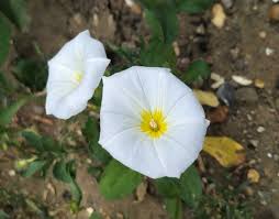 Image result for Convolvulus goyderi