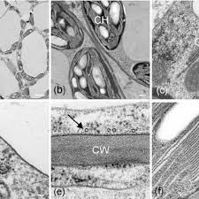 Check spelling or type a new query. Details Of Cell Ultrastructure From Plant Leaf Cells A D Show Download Scientific Diagram