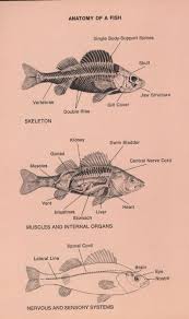 Through The Fish S Eye An Angler S Guide To Gamefish Behavior Anatomy Fish Printables