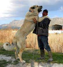 Туркменская порода собак - 65 фото