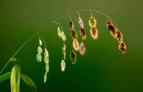 Image result for Chasmanthium latifolium