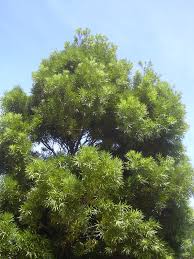 Maybe you would like to learn more about one of these? Podocarpus Wikipedia
