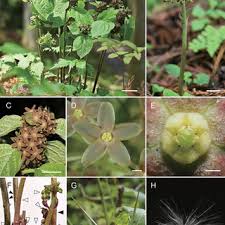 Image result for Vincetoxicum stenolobum