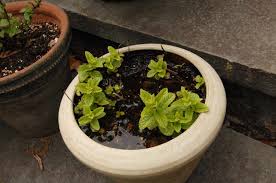 Maybe you would like to learn more about one of these? How To Get Rid Of Mosquitoes Naturally And Reclaim Your Backyard