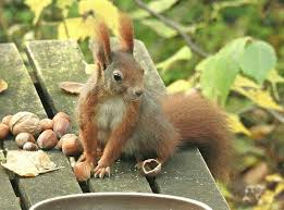 Rick Und Seine Freunde Die Gartenhoernchen Posted On Instagram So Sieht Ein Eichhornchen Aus Das Von Einer Vorbeifliegend Animals Chipmunks Squirrel