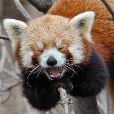 Oh My Gosh Red Pandas Are Sooo Cute Laughing Animals Cute Animals Animals