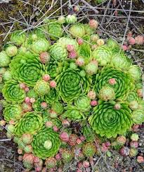 67 Types Of Succulents With Pictures Details Care Tips