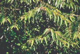 Image result for Trema sp A