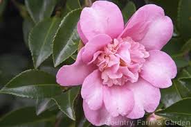 Camellia Lucinda A Camellia Sasanqua Cultivar With Wide Open Flowers That Sometimes Develop Petaloid Centres The Flowers Can B Open Flower Flowers Camellia