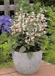 Salvia Hummingbird Coral Nymph Salvia Planting Flowers Garden Design