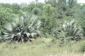 Image result for Hyphaene coriacea