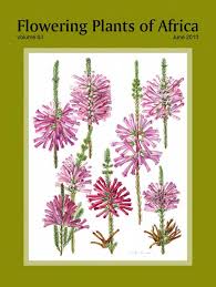 Image result for Oreosyce africana