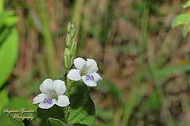 Image result for Blepharis involucrata