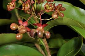 Image result for Campylospermum