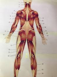 Asis, anterior superior iliac spine. Human Gross Anatomy Anatomy Drawing Diagram