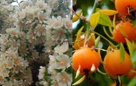 Image result for Pereskia aculeata