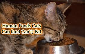 They're toxic to cats cornell university college of veterinary medicine: Human Foods Cats Can And Can T Eat Did You Know Pets