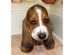 Call to be added to our waiting list! Basset Hound Puppies In Texas