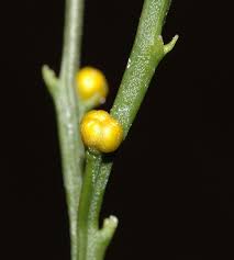 Image result for Psilotum nudum