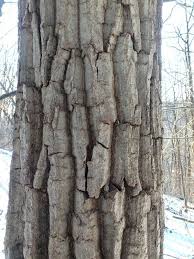 Tree bark is oldest, thickest and roughest at the base of the tree trunk and youngest, thinnest and smoothest on the branch tips. Mariton Tree Bark Natural Lands