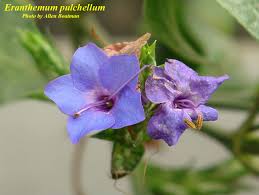Image result for Eranthemum pulchellum