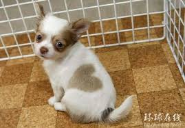 Chihuahua White And Brown Spots Pets Lovers