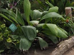 Image result for Sarcophrynium brachystachyum