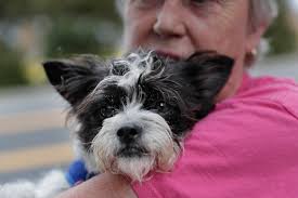 Everybody in the Bay Area wants a furry friend for the pandemic