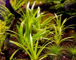 Image result for Eriocaulon setaceum