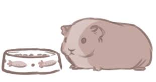 Pin On Guinea Pig Cutness