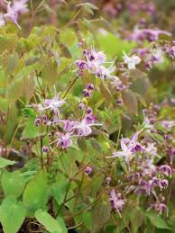 Image result for Vepris grandifolia