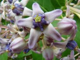 Maybe you would like to learn more about one of these? Pin On Flowers